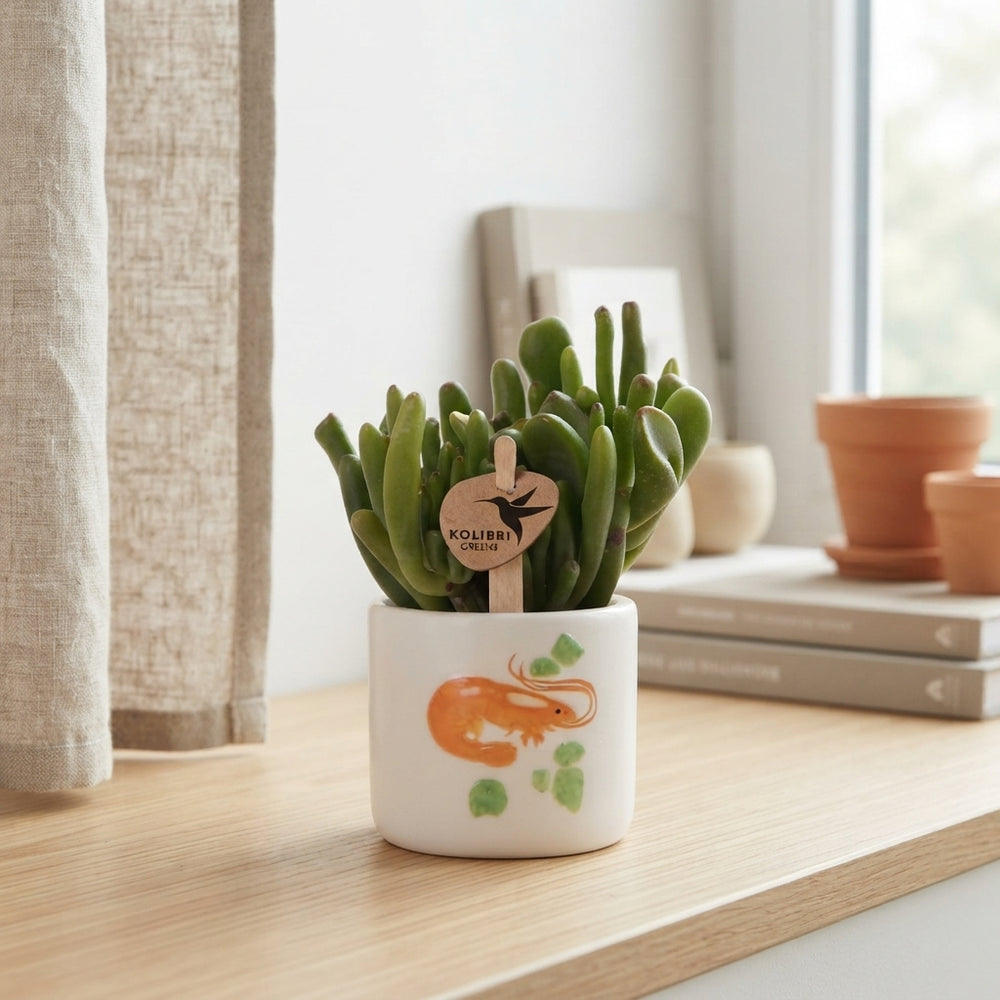 Mixed Succulent in Ceramic Sea Fruits Pot – 6cm