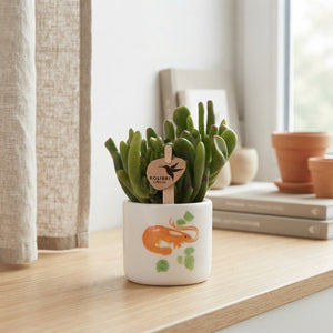Mixed Succulent in Ceramic Sea Fruits Pot – 6cm