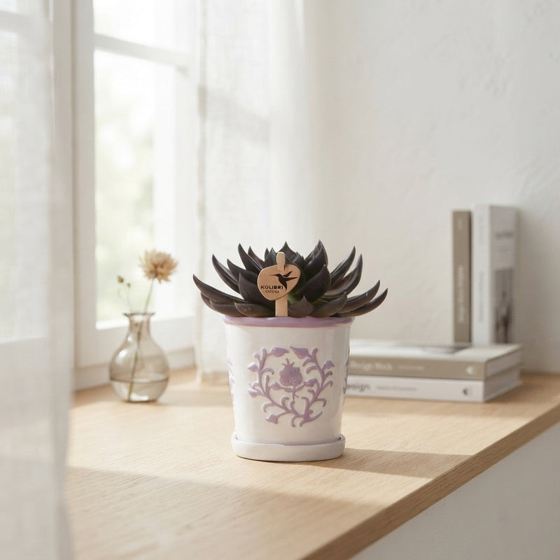 Mixed Succulent Collection – 9cm Ceramic Pot