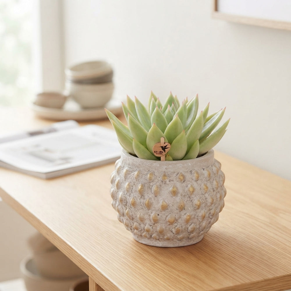 Mixed Succulent Arrangement – Gold and Copper 9cm Pot