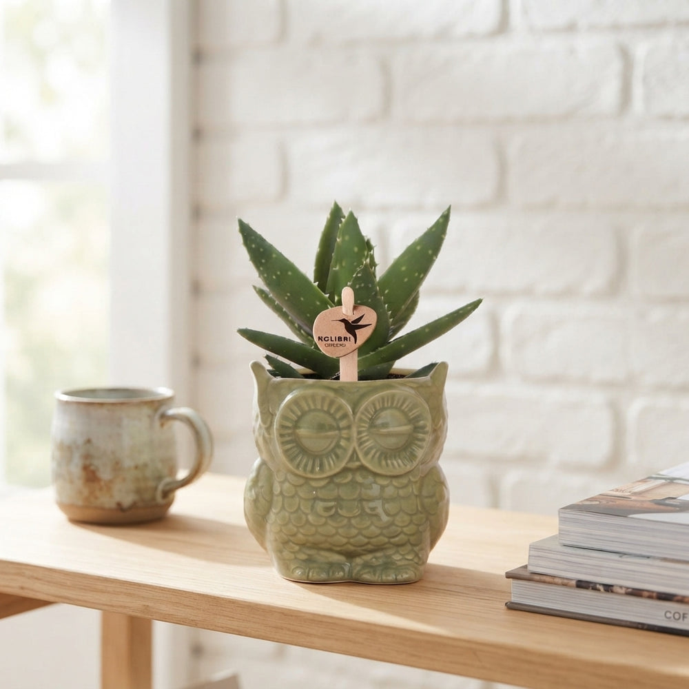 Mixed Succulent Arrangement in Green Owl Pot – 9cm