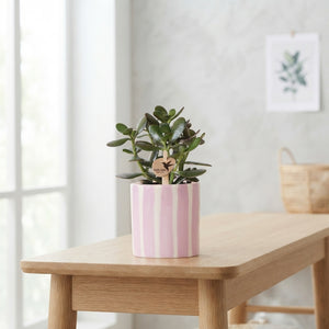 Mixed Succulent Collection in Painted Stripe Ceramic Pot – 9cm