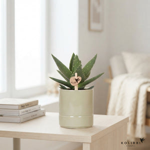 Mixed Succulent Collection – 9cm Ceramic Pots
