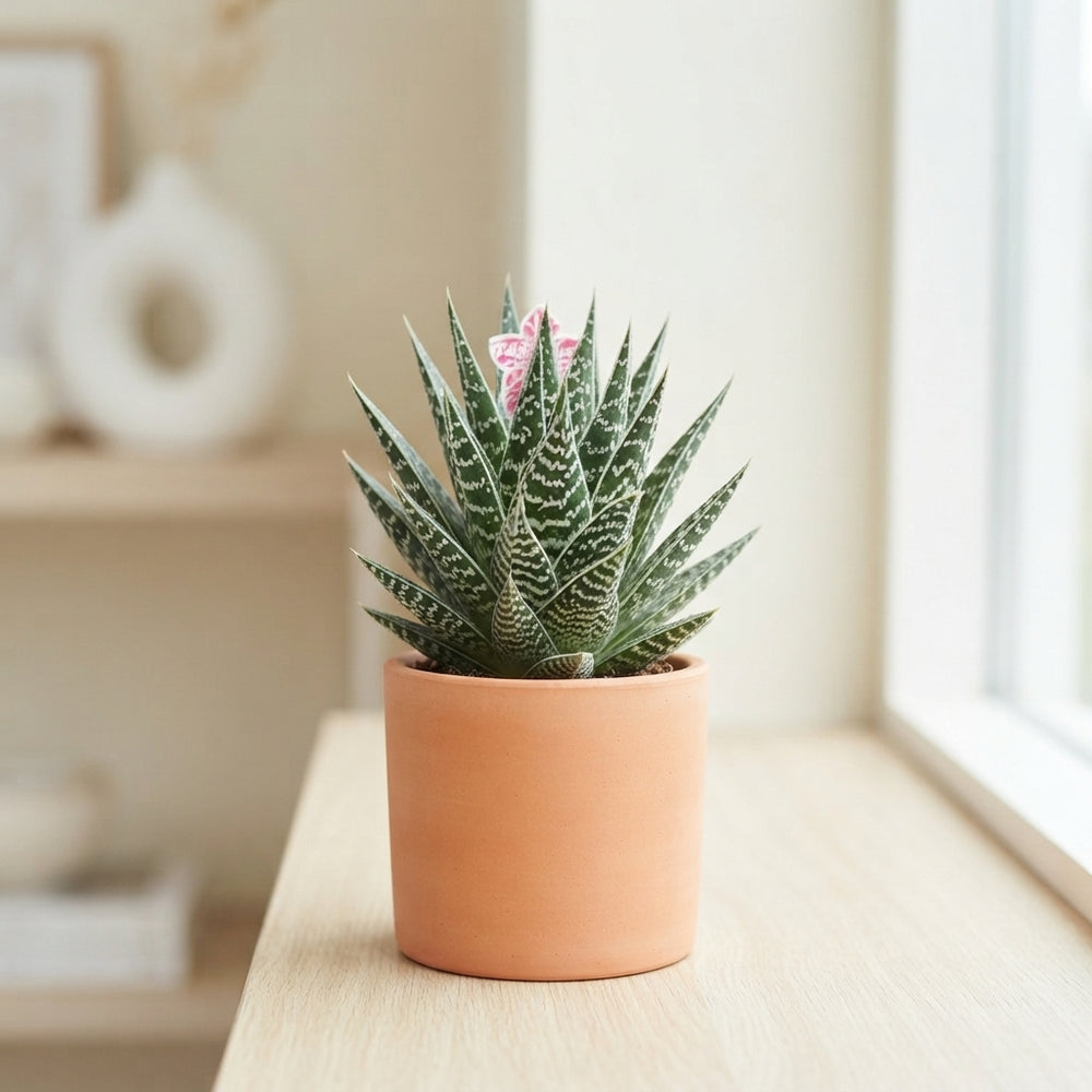 Aloe Tiki Tahi – 12cm Pot, Approx. 23cm Height