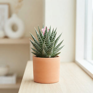 Aloe Tiki Tahi – 12cm Pot, Approx. 23cm Height
