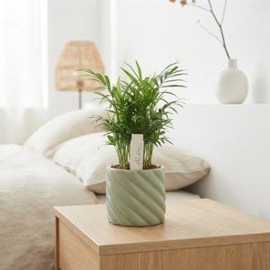 Mixed Indoor Plant Arrangement – 14cm Ceramic Pot