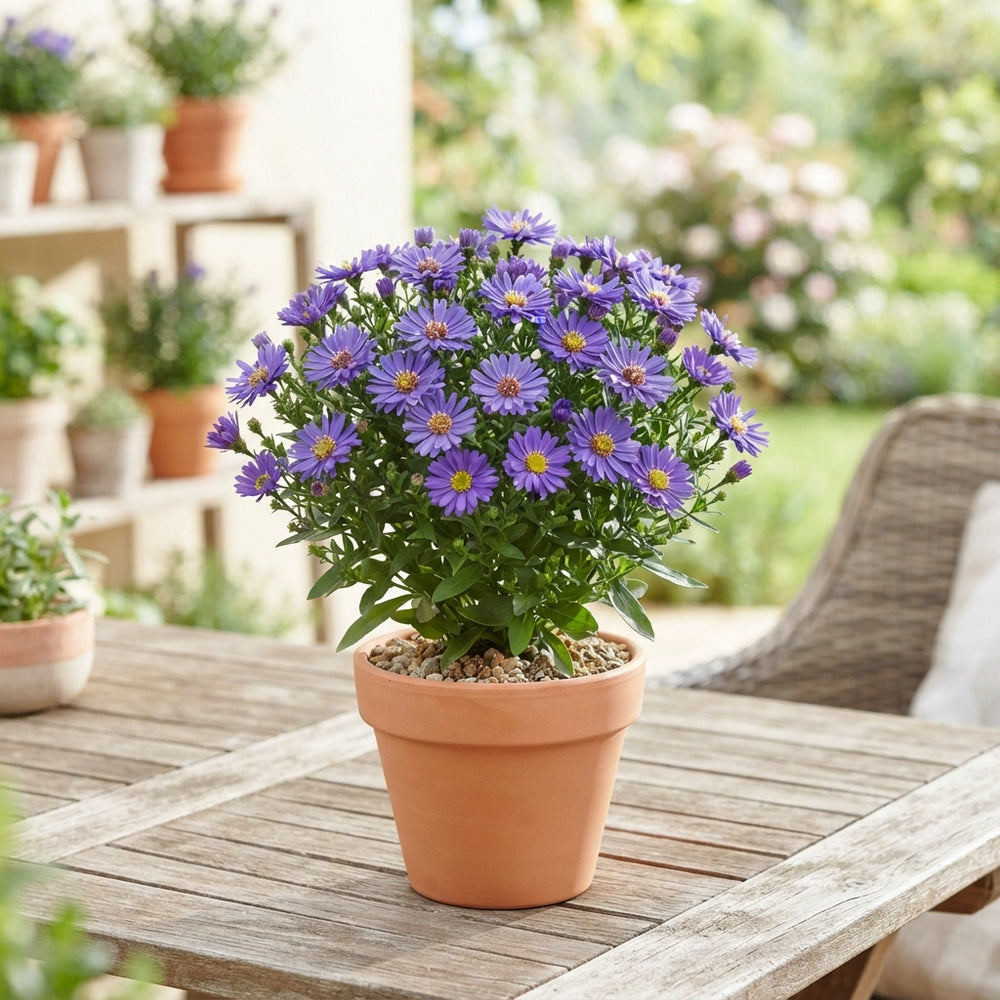 Blue Violet Aster – 11cm Pot, 27cm High