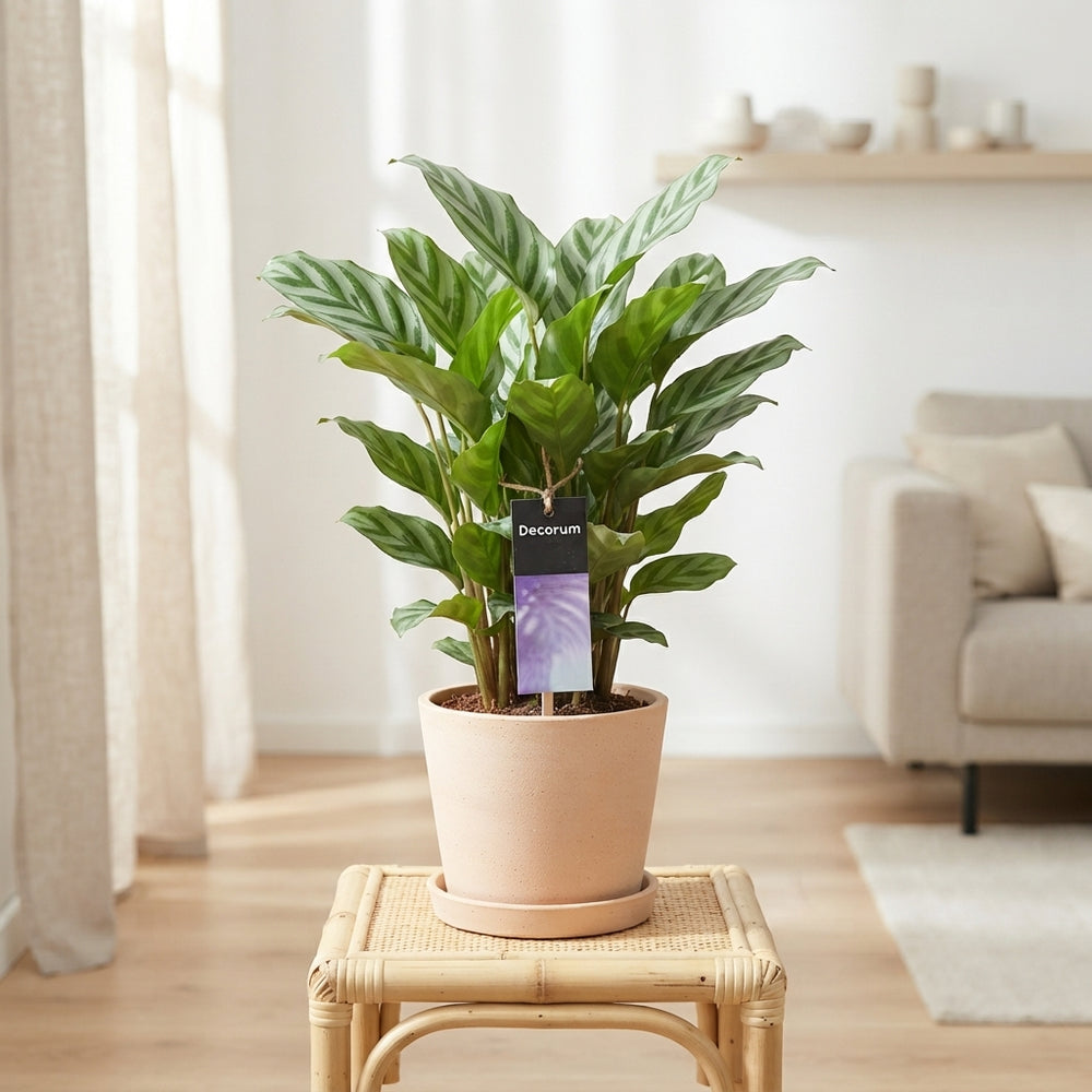 Calathea Princeps (Calathea decorum) – 12cm Pot