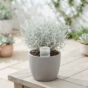 Cushion Bush (Leucophyta brownii) – 12cm Pot