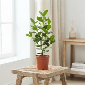 Clusia ‘Princess’ – 17cm Pot, Approx. 80cm Tall