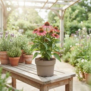Sombrero Rose Coneflower (Echinacea) – 19cm Pot