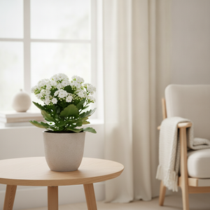 White Kalanchoe 'Asteria' – 10.5cm Pot