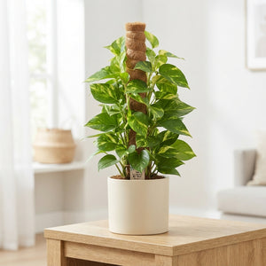 Golden Pothos (Epipremnum aureum) – 15cm Pot