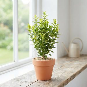 Fortune's Spindle (Euonymus fortunei) – 10.5cm Pot