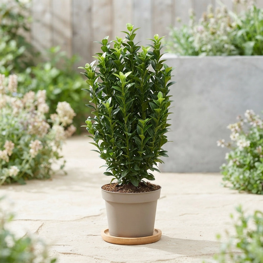 Euonymus japonicus ‘Green Spire’ – 9cm Pot