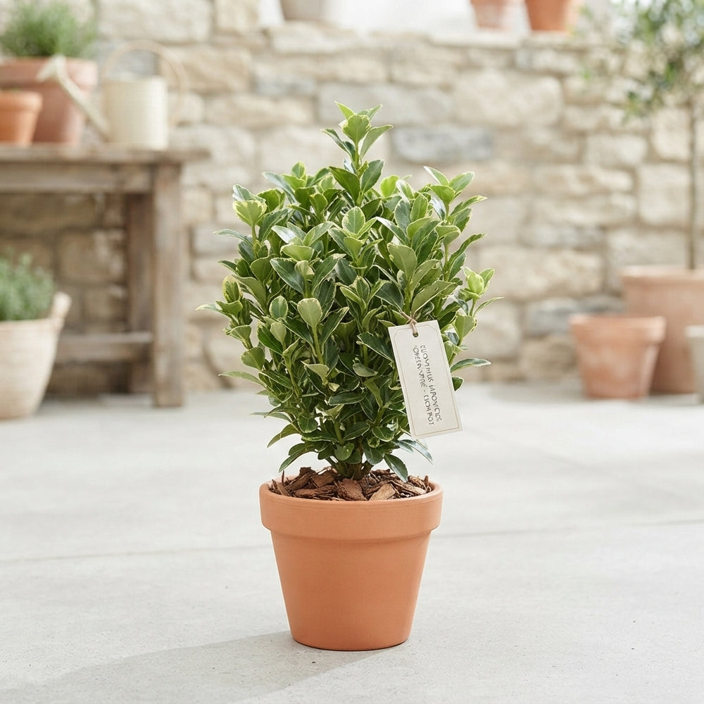 Mixed Euonymus Japonicus – 13cm Pot, 45cm High