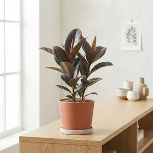 Ficus Elastica ‘Pink Camouflage’ – 17cm Pot