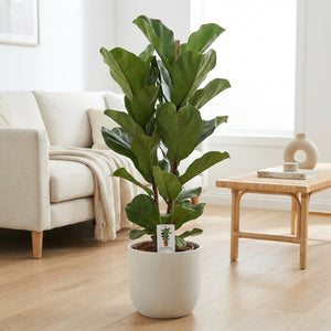 Fiddle Leaf Fig (Ficus lyrata) – 24cm Pot, 155cm Tall