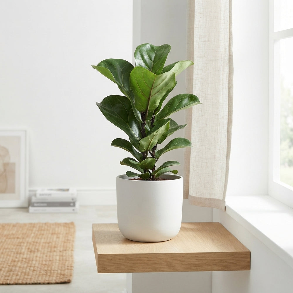Fiddle Leaf Fig ‘Bambino’ (Ficus lyrata) – 12cm Pot