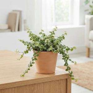 Ficus White Sunny – 9cm Pot