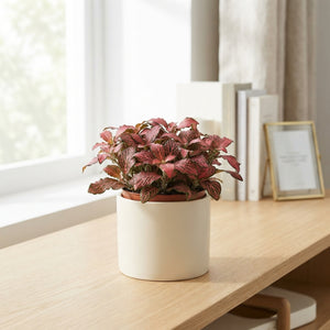 Fittonia 'Forest Flame' Nerve Plant – 8.5cm Pot