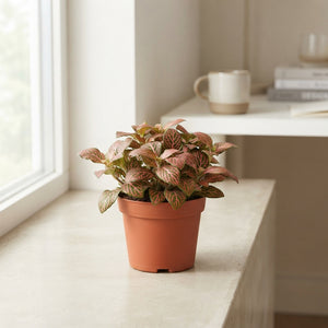 Fittonia ‘Joly Josan’ – 8.5cm Pot