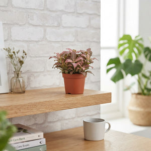 Fittonia ‘Revolution’ – 8.5cm Pot
