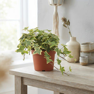 Variegated English Ivy (Hedera helix) – 13cm Pot