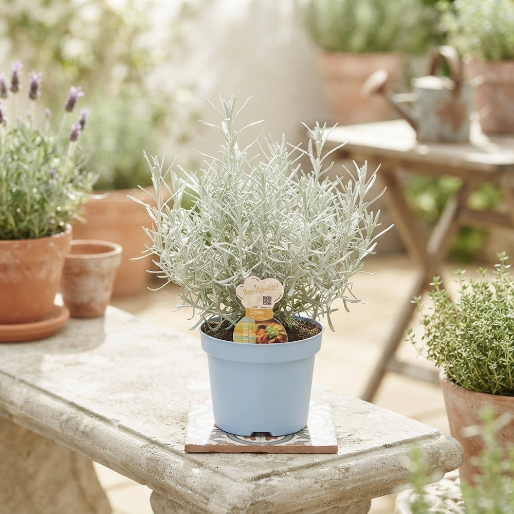 Curry Plant (Helichrysum italicum) – 12cm Pot