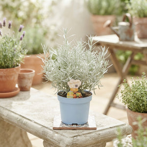 Curry Plant (Helichrysum italicum) – 12cm Pot