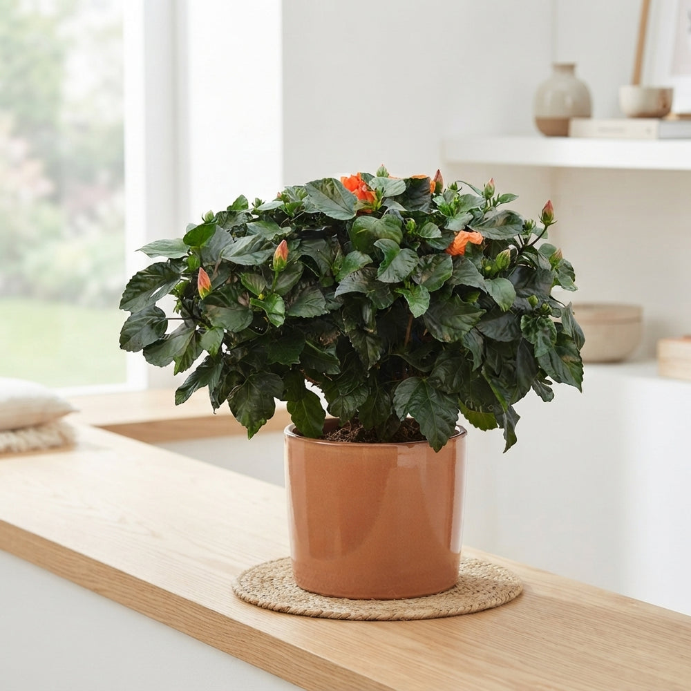 Red Hibiscus (Hibiscus rosa-sinensis) – 13cm Pot
