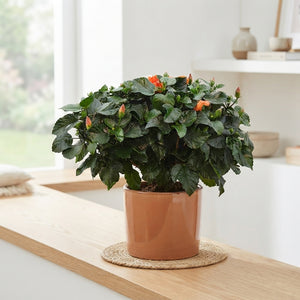 Red Hibiscus (Hibiscus rosa-sinensis) – 13cm Pot