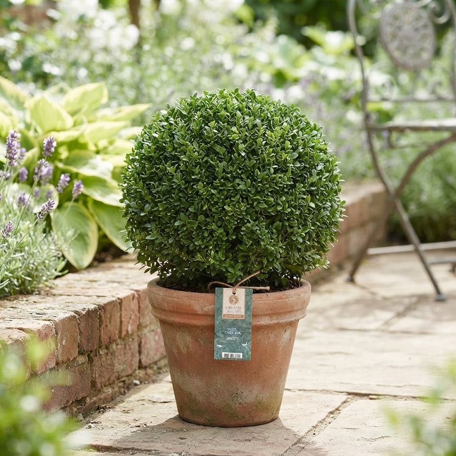 Outdoor Plants