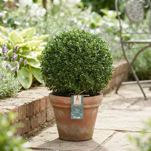 Japanese Holly ‘Jenny’ (Ilex crenata) – 17cm Pot