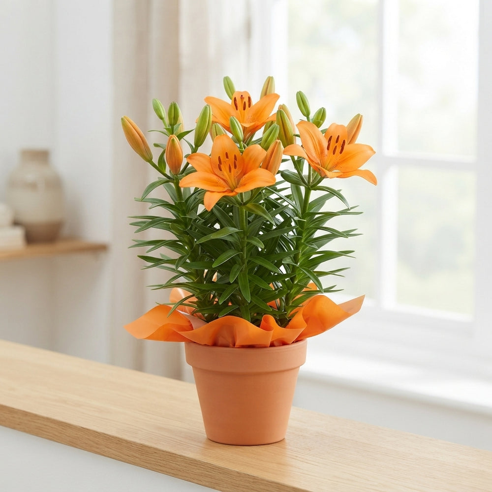 Asiatic Lily ‘Tiny Invader’ – 13cm Pot