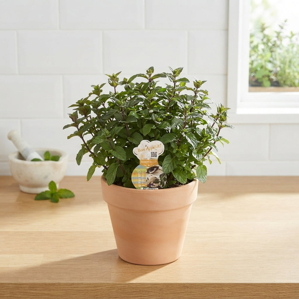 Chocolate Mint (Mentha × piperita) – 12cm Pot