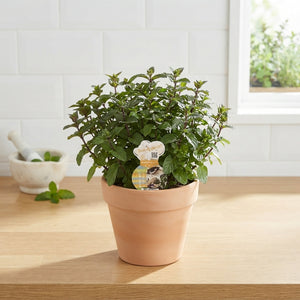 Chocolate Mint (Mentha × piperita) – 12cm Pot