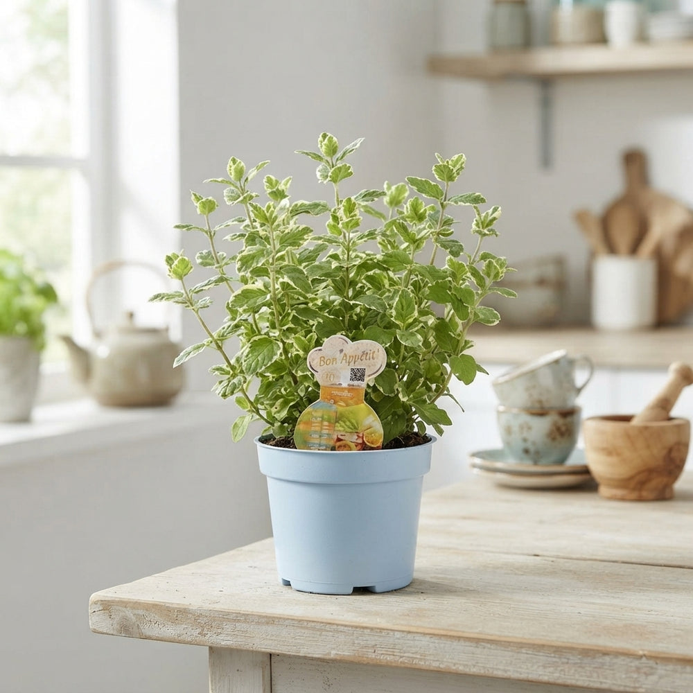 Mint Herb Plant (Mentha) – 12cm Pot
