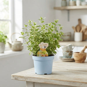 Mint Herb Plant (Mentha) – 12cm Pot