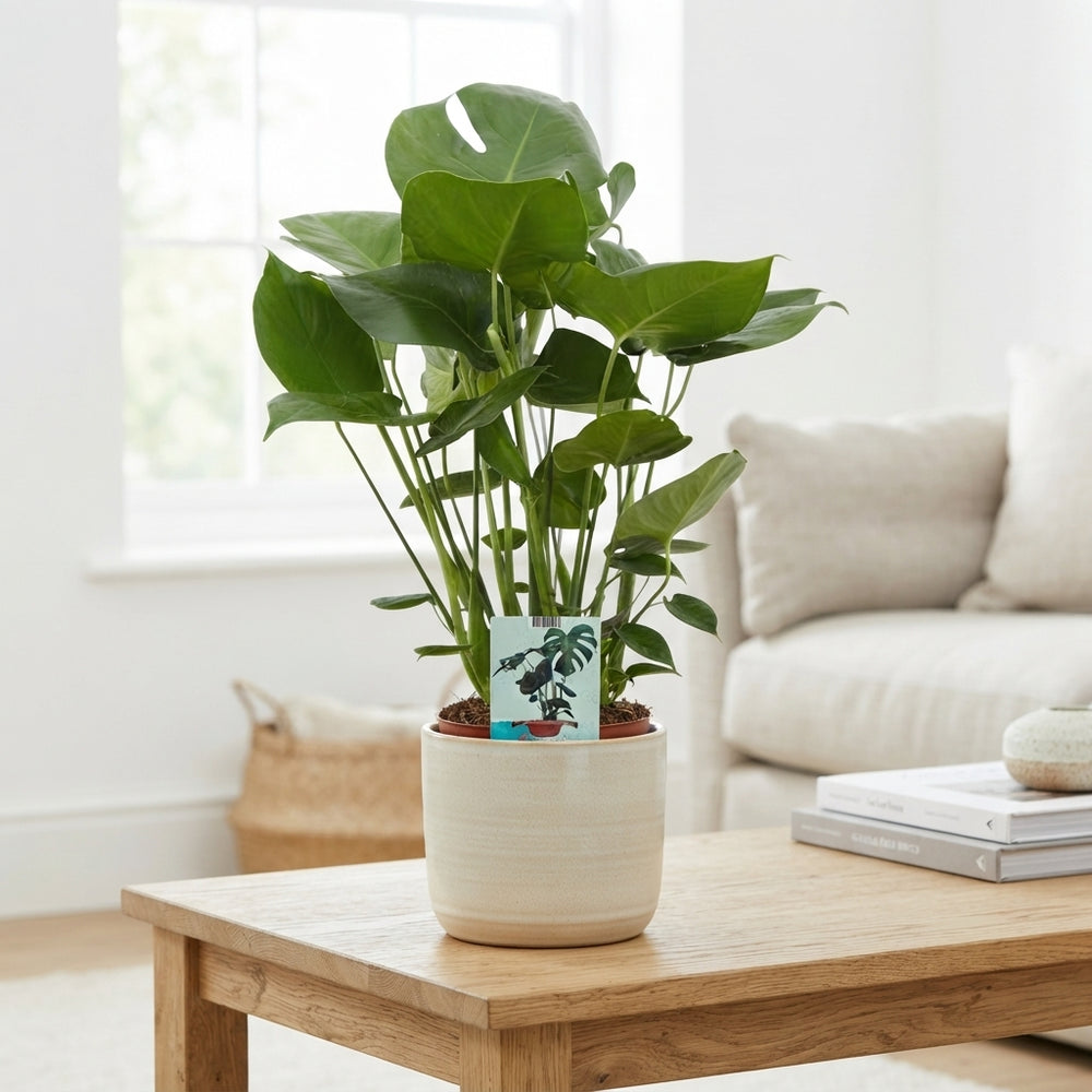Swiss Cheese Plant (Monstera deliciosa) – 19cm Pot