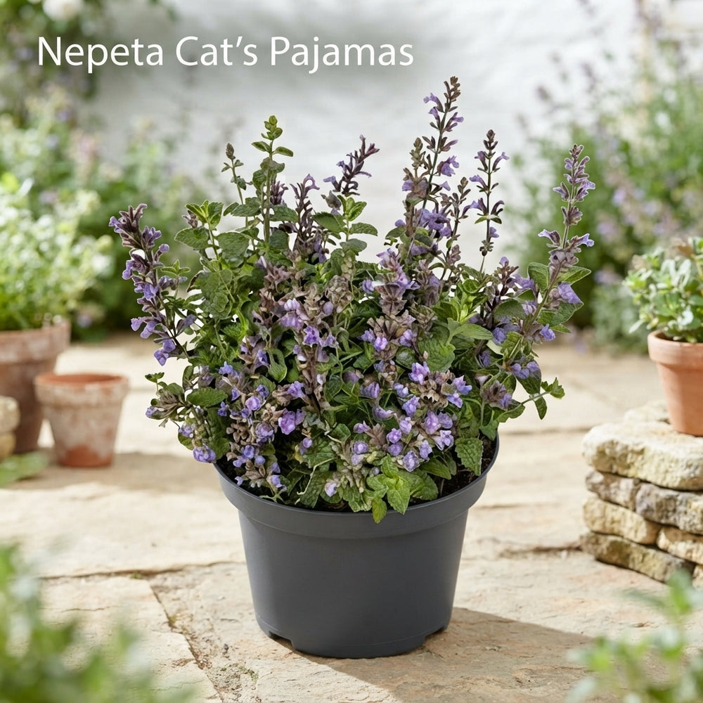 Catmint ‘Cat’s Pajamas’ (Nepeta) – 19cm Pot