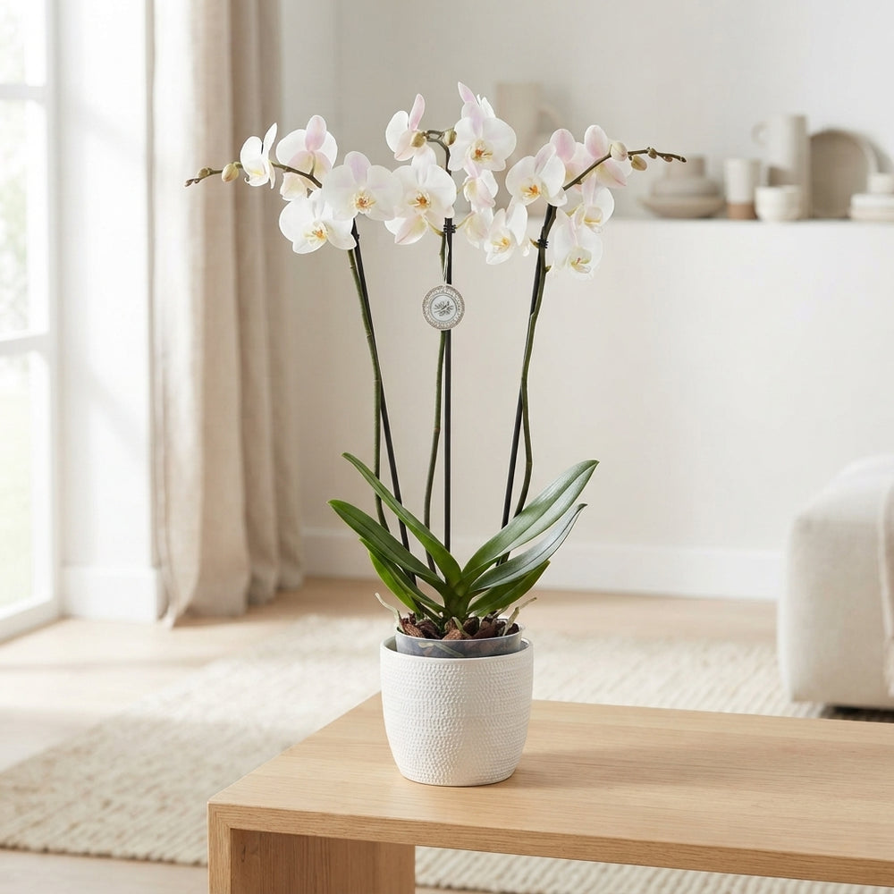 White Phalaenopsis Orchid – 15cm Pot, 3 Stems