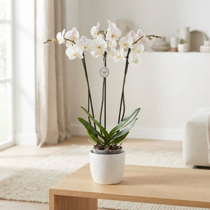 White Phalaenopsis Orchid – 15cm Pot, 3 Stems