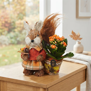 Autumn Indoor Plant Arrangement – 15cm Pot