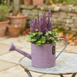 Autumn Outdoor Plant Arrangement in Metal Watering Can – 34cm