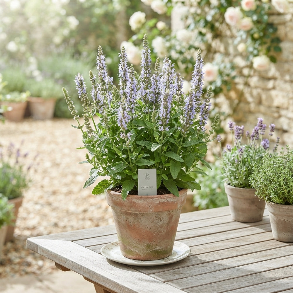 Blue Woodland Sage (Salvia nemorosa) – 19cm Pot