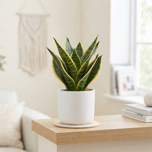 Sansevieria Futura Superba – 9cm Pot