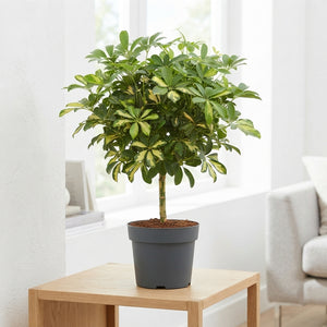 Dwarf Umbrella Tree (Schefflera arboricola) – 17cm Pot