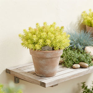 Angelina Stonecrop (Sedum reflexum) – 12cm Pot