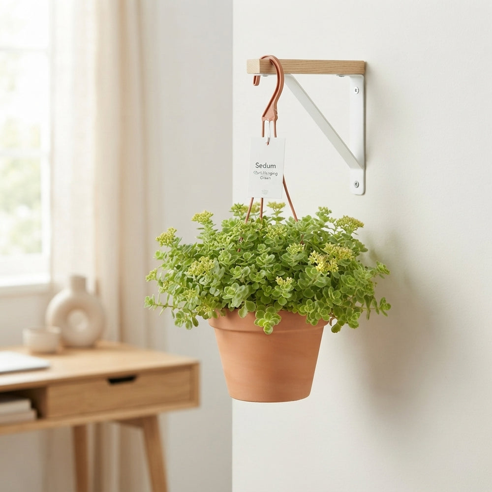 Sedum Trailing Plant – 12cm Hanging Pot